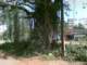 a300yearoldbanyantreecutforthepurposeofwideningtheroadatkunjibettanearmyhouse_small.jpg